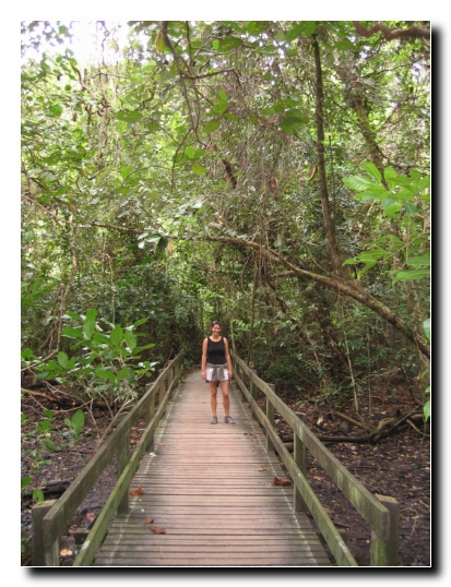 029 Regenwald Boardwalk